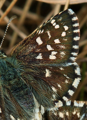 Spttet Bredpande, Pyrgus malvae  ( Linnaeus, 1758 ) parring, hunnen verst! Melby Overdrev, Nordsjlland d. 25 April 2009. Fotograf: Ruth Alhburg