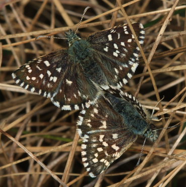 Spttet bredpande, Pyrgus malvae  ( Linnaeus, 1758 ) parring, hunnen verst! Melby Overdrev, Nordsjlland d. 25 April 2009. Fotograf: Ruth Alhburg