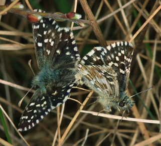 Spttet bredpande, Pyrgus malvae  ( Linnaeus, 1758 ) parring, hunnen til venstre! Melby Overdrev, Nordsjlland d. 25 April 2009. Fotograf: Ruth Alhburg