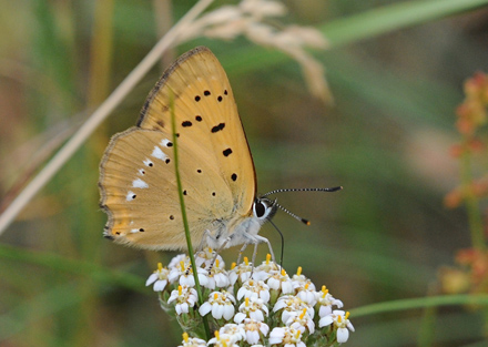 Dukatsommerfugl, Lycaena virgaureae han. Grene Sande d. 30 Juni 2009. Fotograf: John Vergo