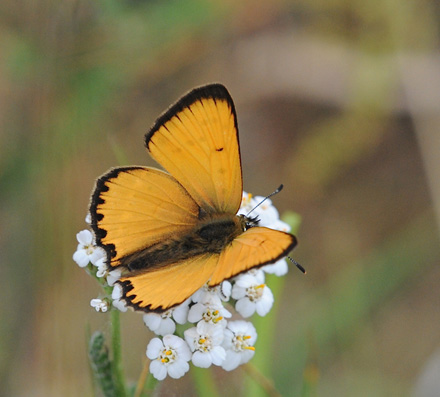 Dukatsommerfugl, Lycaena virgaureae han. Grene Sande d. 30 Juni 2009. Fotograf: John Vergo