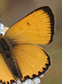 Dukatsommerfugl, Lycaena virgaureae han. Grene Sande d. 30 Juni 2009. Fotograf: John Vergo