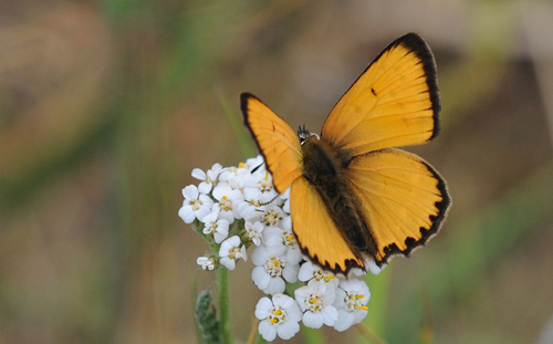 Dukatsommerfugl, Lycaena virgaureae han. Grene Sande d. 30 Juni 2009. Fotograf: John Vergo