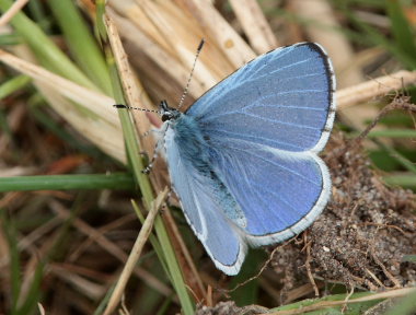 Skovblfugl, Celastrina argiolus, (Linnaeus, 1758) han. Rsns; Vestsjlland d. 26 April 2009. Fotograf: Lars Andersen