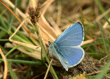 Skovblfugl, Celastrina argiolus han. Rsns; Vestsjlland d. 26 April 2009. Fotograf: Lars Andersen