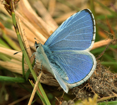 Skovblfugl, Celastrina argiolus, (Linnaeus, 1758) han. Rsns; Vestsjlland d. 26 April 2009. Fotograf: Lars Andersen