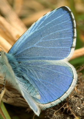 Skovblfugl, Celastrina argiolus, (Linnaeus, 1758) han. Rsns; Vestsjlland d. 26 April 2009. Fotograf: Lars Andersen