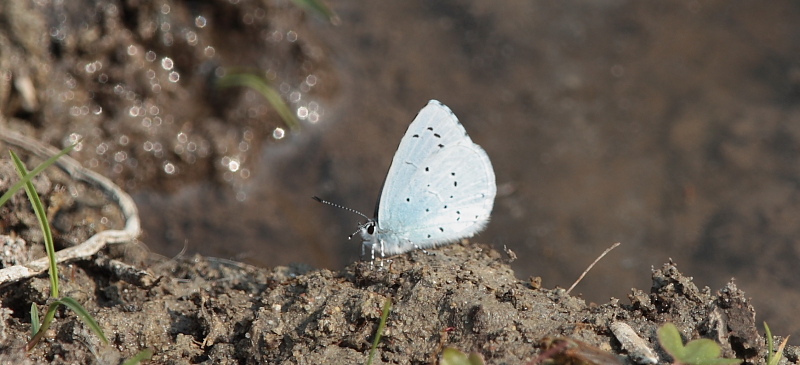 Skovblfugl, Celastrina argiolus, (Linnaeus, 1758) han. Rsns; Vestsjlland d. 26 April 2009. Fotograf: Lars Andersen