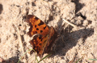 Det hvide C, (Polygonia c-album). Asserbo plantage, Nordsjlland d. 4 April 2009. Fotograf: Lars Andersen