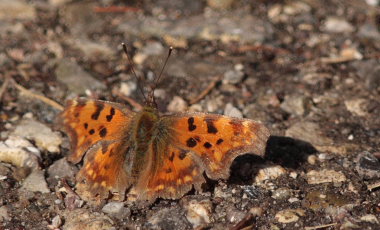 Det hvide C, (Polygonia c-album). Asserbo plantage, Nordsjlland d. 4 April 2009. Fotograf: Lars Andersen