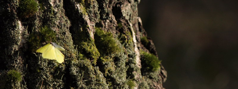 Citronsommerfugl, Gonopteryx rhamni. Asserbo plantage d. 4 April 2009. Fotograf: Lars Andersen