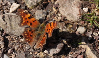  Det hvide C, (Polygonia c-album). Asserbo Plantage, Nordsjlland d. 11 April 2009. Fotograf: Lars Andersen