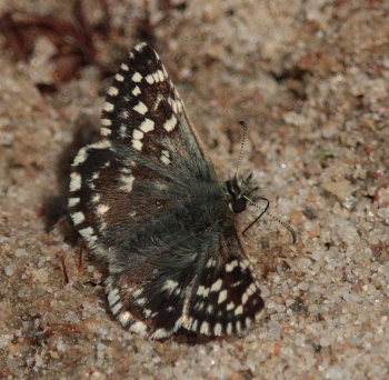 Spttet bredpande, Pyrgus malvae  ( Linnaeus, 1758). Melby Overdrev, Nordsjlland d. 2 Maj 2009. Fotograf: Lars Andersen