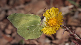 Citronsommerfugl, (Gonepteryx rhamni). Asserbo Plantage, Nordsjlland d. 11 April 2009. Fotograf: Lars Andersen