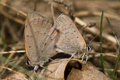 Lille Ildfugl, Lycaena phlaeas parring. Melby Overdrev, Nordsjlland d. 25 April 2009. Fotograf. Jens Otto Nielsen