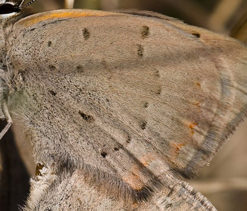 Lille Ildfugl, Lycaena phlaeas parring. Melby Overdrev, Nordsjlland d. 25 April 2009. Fotograf. Jens Otto Nielsen