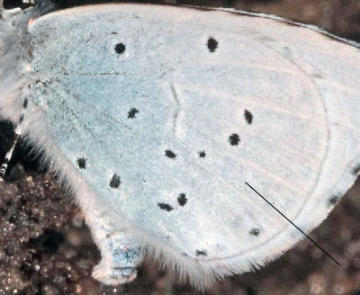 Skovblfugl, Celastrina argiolus, (Linnaeus, 1758) han. Rsns; Vestsjlland d. 26 April 2009. Fotograf: Lars Andersen