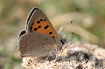 Lille ildfugl, Lycaena phlaeas. Rsns, Sjlland, Danmark d. 26 April 2009. Fotograf: Lars Andersen