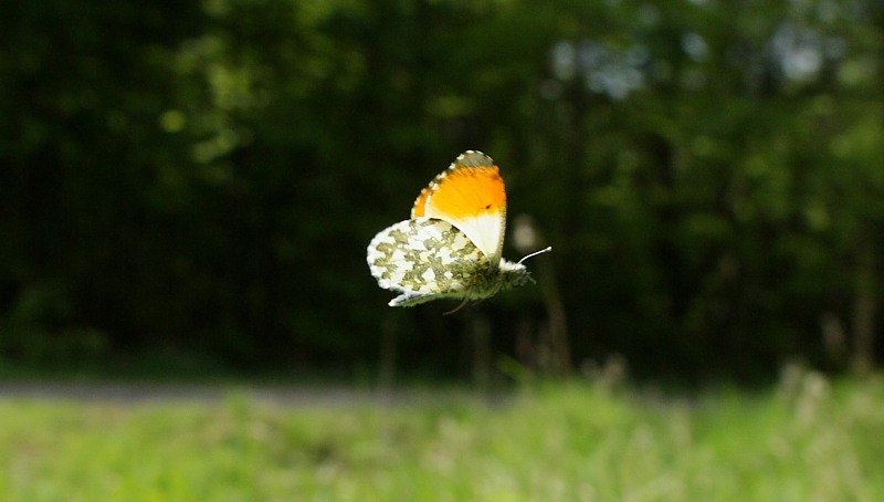Aurora, Anthocharis cardamines han. Krageskov, Køge d. 10 May 2009. Fotograf: Lars Andersen