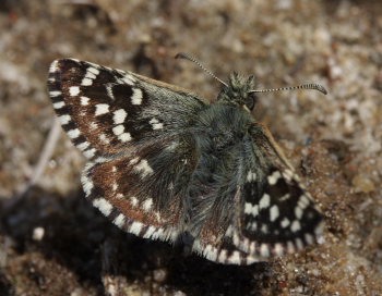 Spttet bredpande, Pyrgus malvae  ( Linnaeus, 1758). Melby Overdrev, Nordsjlland d. 2 Maj 2009. Fotograf: Lars Andersen