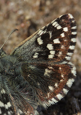 Spttet bredpande, Pyrgus malvae  ( Linnaeus, 1758). Melby Overdrev, Nordsjlland d. 2 Maj 2009. Fotograf: Lars Andersen