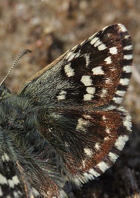 Spttet bredpande, Pyrgus malvae  ( Linnaeus, 1758). Melby Overdrev, Nordsjlland d. 2 Maj 2009. Fotograf: Lars Andersen