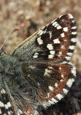 Spttet bredpande, Pyrgus malvae  ( Linnaeus, 1758). Melby Overdrev, Nordsjlland d. 2 Maj 2009. Fotograf: Lars Andersen