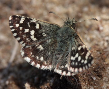 Spttet bredpande, Pyrgus malvae  ( Linnaeus, 1758). Melby Overdrev, Nordsjlland d. 2 Maj 2009. Fotograf: Lars Andersen