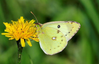 Gul høsommerfugl, Colias hyale han. Stevns, Sydsjælland, Danmark 1 August 2009. Fotograf: Lars Adler Krogh