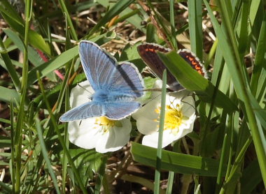 Almindelig blåfugl, Polyommatus icarus han og Rødplettet blåfugl, Aricia agestis han. Røsnæs d. 11 maj 2009. Fotograf: Lars Andersen