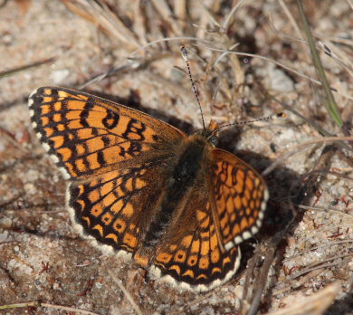 Okkergul Pletvinge, Melitaea cinxia han, Melby Ovdrev d. 17 maj 2010. Fotograf: Lars Andersen