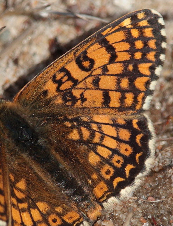 Okkergul pletvinge, Melitaea cinxia han, Melby Ovdrev d. 17 maj 2010. Fotograf: Lars Andersen