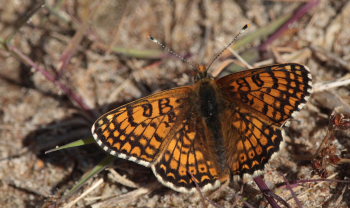 Okkergul Pletvinge, Melitaea cinxia. Melby Overdrev, Nordsjlland. d. 17 Maj 2009. Fotograf: Lars Andersen