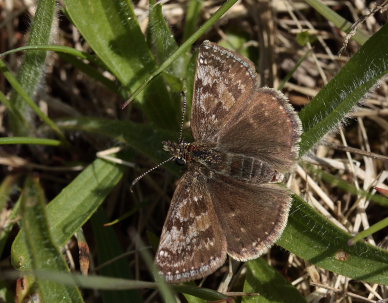 Grbndet Bredpande, Erynnis tages. Melby overdrev, d. 17 Maj 2009. Fotograf: Lars Andersen