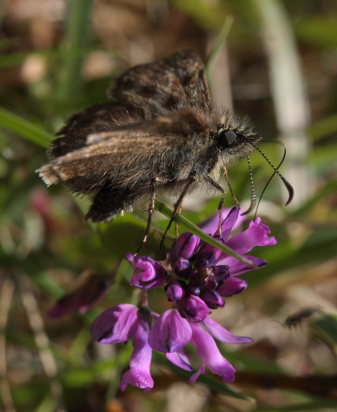 Grbndet Bredpande, Erynnis tages p Almindelig Mlkeurt, Polygala vulgaris. Melby overdrev, d. 17 Maj 2009. Fotograf: Lars Andersen