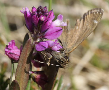 Grbndet Bredpande, Erynnis tages p Almindelig Mlkeurt, Polygala vulgaris. Melby overdrev, d. 17 Maj 2009. Fotograf: Lars Andersen