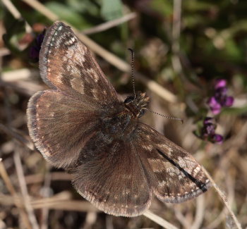 Grbndet bredpande, Erynnis tages. Melby overdrev, d. 18 Maj 2009. Fotograf: Lars Andersen