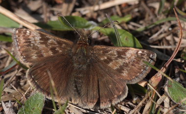 Grbndet bredpande, Erynnis tages. Melby overdrev, d. 18 Maj 2009. Fotograf: Lars Andersen