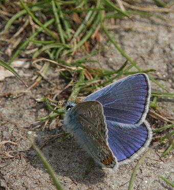 Almindelig blåfugl, Polyommatus icarus han. Skanskagrunden, Raffinaderivej, Amager d. 21 maj 2009. Fotograf: Lars Andersen