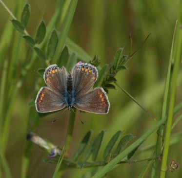 Almindelig blfugl, Polyommatus icarus hun. Skanskagrunden, Raffinaderivej, Amager d. 21 maj 2009. Fotograf: Lars Andersen