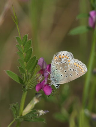 Almindelig blfugl, Polyommatus icarus hun. Skanskagrunden, Raffinaderivej, Amager d. 21 maj 2009. Fotograf: Lars Andersen