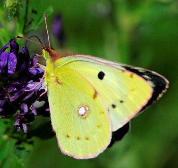 Orange Hsommerfugl, Colias croceus hun, form.: helice. Stevns, Sydsjlland, Danmark 8 august 2009. Fotograf: Lars Adler Krogh