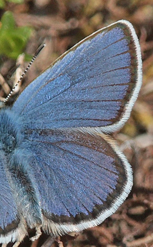 Foranderlig blåfugl, Plebejus idas han med smal skarp sømkant. Melby Overdrev d. 14 juni 2009. Fotograf: Lars Andersen
