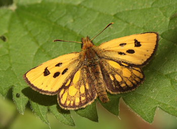 Sortplettet bredpande, Carterocephalus silvicola han. Storskov v. Sholt (Maribo), Lolland. 24 Maj 2009. Fotograf: Lars Andersen 