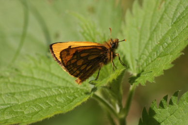 Sortplettet bredpande, Carterocephalus silvicola han. Storskov v. Sholt (Maribo), Lolland. 24 Maj 2009. Fotograf: Lars Andersen 