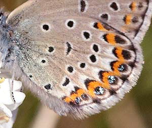 Foranderlig blfugl, Plebeius idas hans underside; slvgr rodskl. Melby Overdrev d. 15 juni 2009. Fotograf: Lars Andersen