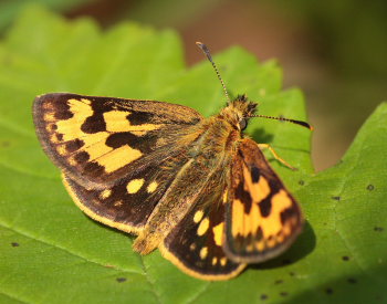 Sortplettet bredpande, Carterocephalus silvicola hun. Storskov v. Søholt (Maribo), Lolland. 24 Maj 2009. Fotograf: Lars Andersen