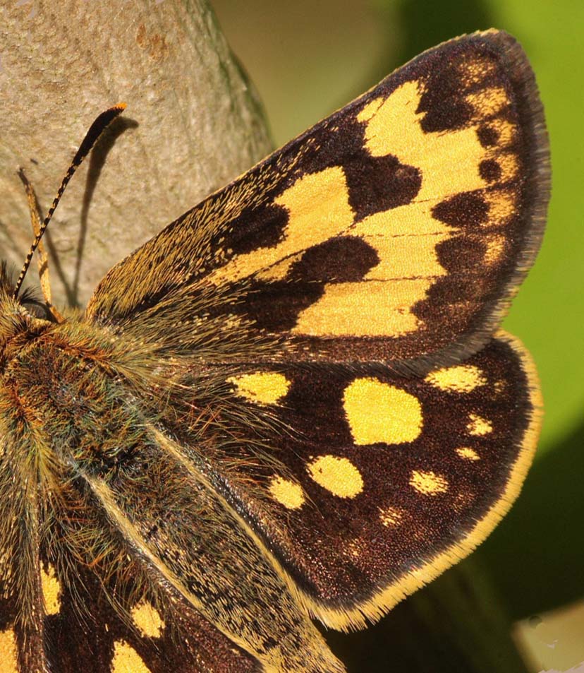 Sortplettet bredpande, Carterocephalus silvicola hun. Storskov v. Sholt (Maribo), Lolland. 24 Maj 2009. Fotograf: Lars Andersen 