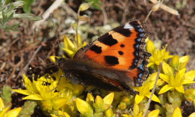 Nldens Takvinge, Aglais urticae. Melby Overdrev d. 15 juni 2009. Fotograf: Lars Andersen