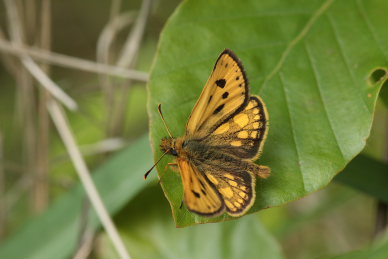 Sortplettet bredpande, Carterocephalus silvicola han. Storskov v. Sholt (Maribo), Lolland. 24 Maj 2009. Fotograf: Lars Andersen 